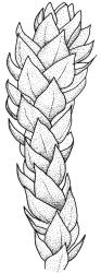 Pseudoleskea imbricata, branch detail, moist. Drawn from B.H. Macmillan 80/40, CHR 267654.
 Image: R.C. Wagstaff © Landcare Research 2018 